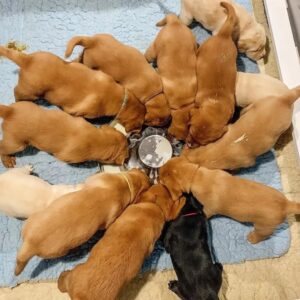Family Raised Labrador Puppy for Sale