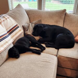 Black Female Labrador Puppy for Sale