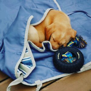 Golden Labrador Puppy for Sale