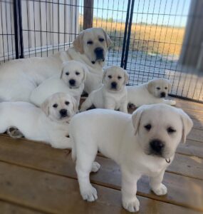 Family Raised Labrador Puppy for Sale