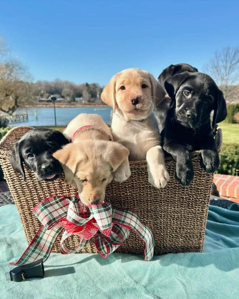 Labrador Puppy Care Guide
