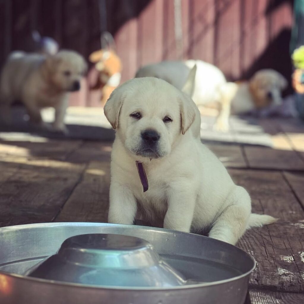 Labrador Puppy Adoption