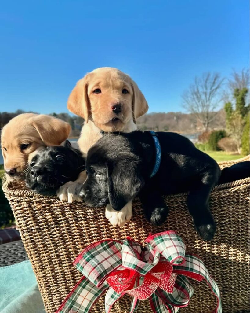 Labrador Puppy Care Guide