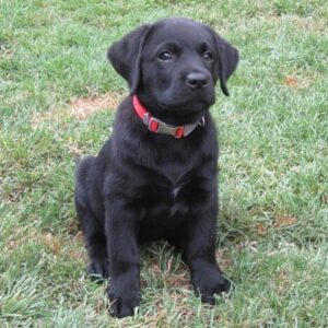 Black Female Labrador Puppy for Sale