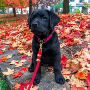 Black Male Labrador Puppy for Sale