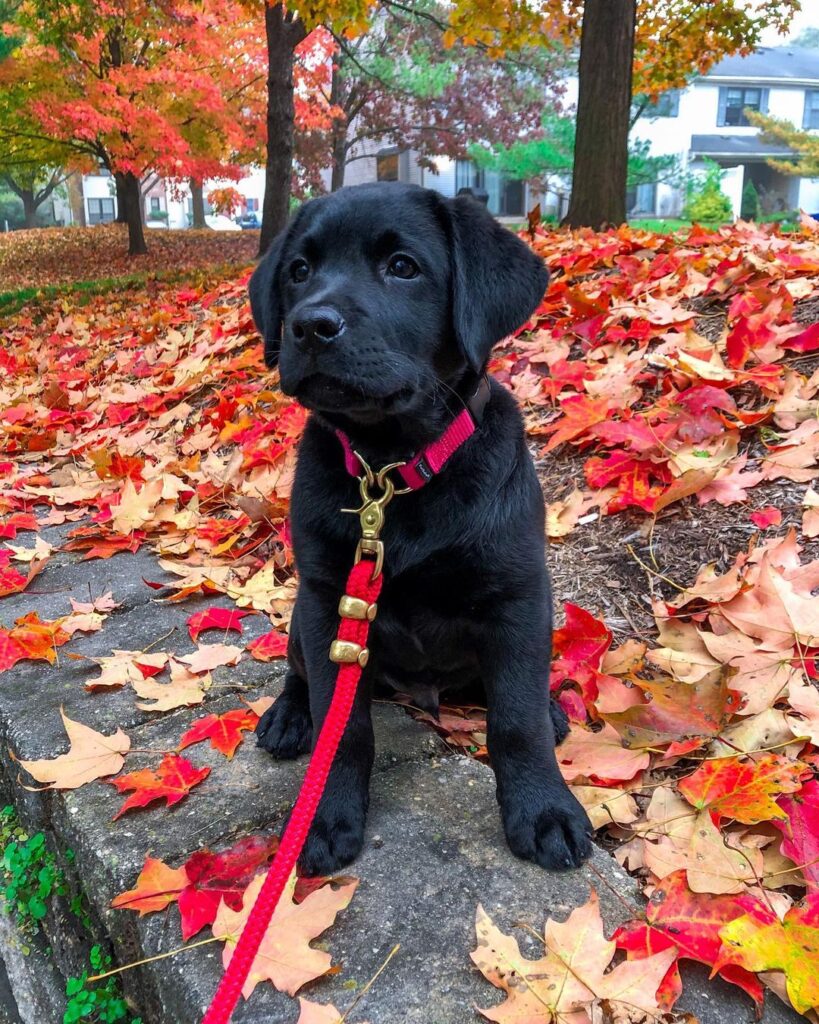 Black Male Labrador Puppy for Sale
