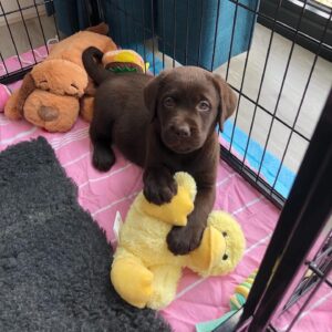 Chocolate Female Labrador for sale