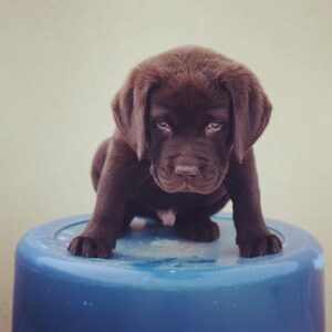 Chocolate Labrador Puppy for Sale