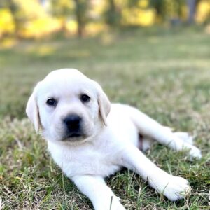 Cream Labrador Puppy for Sale