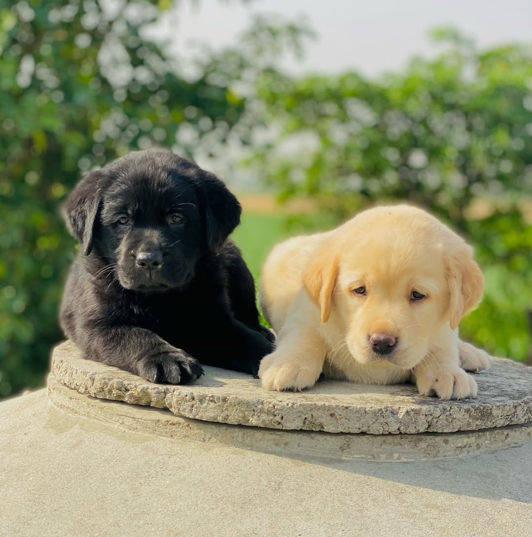 Labrador Puppies for sale.