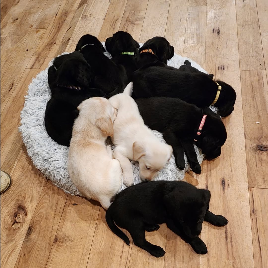 Labrador Puppies for sale