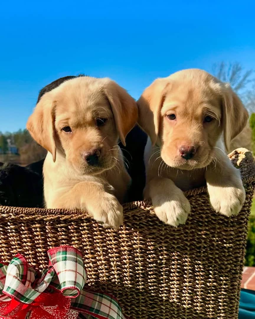 Labrador Puppy Near Me