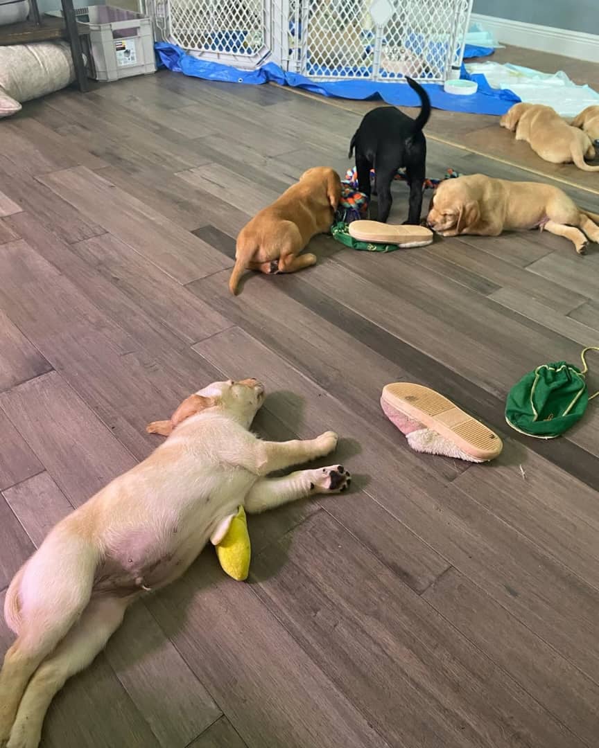 Labrador Puppy for adoption