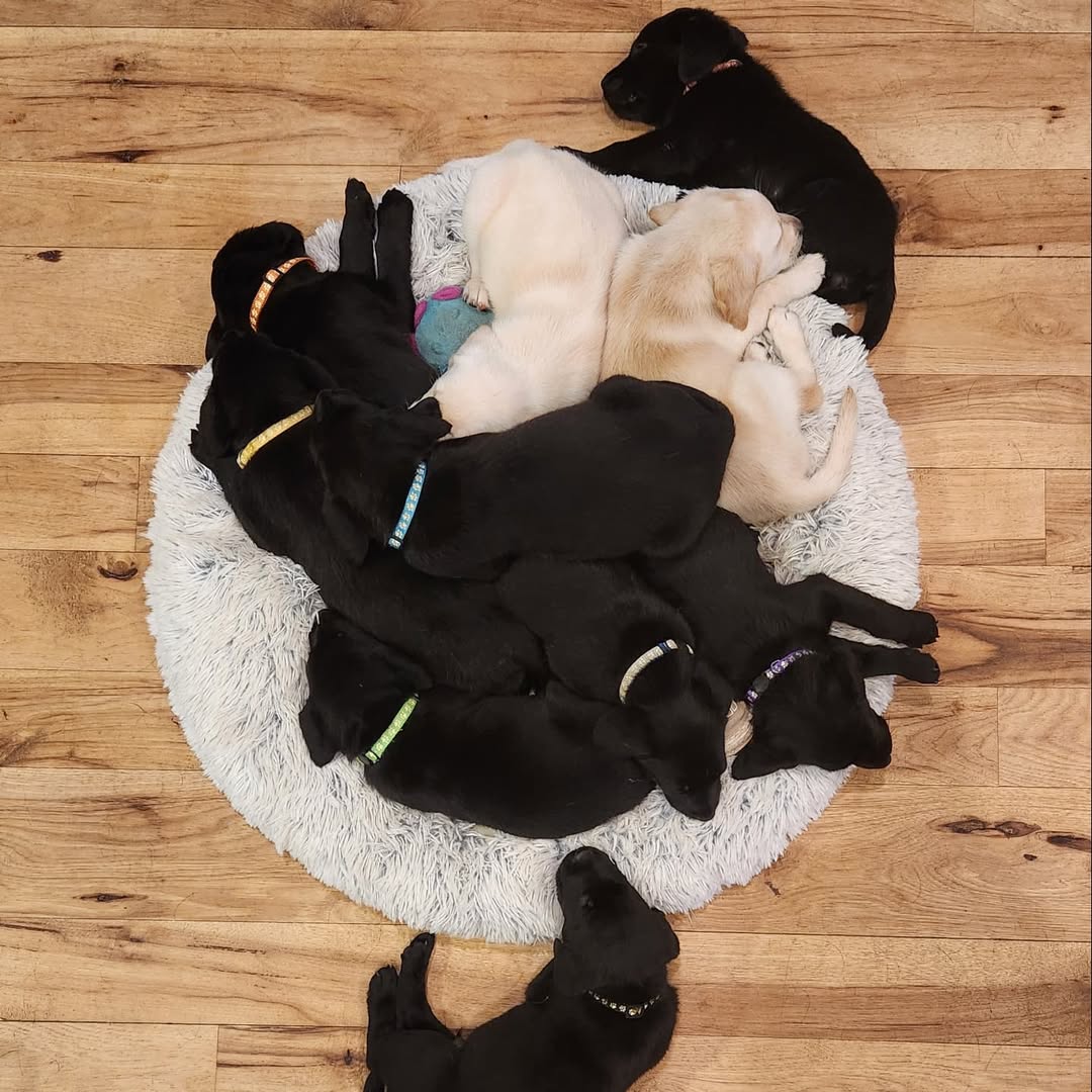 Labrador Puppies for sale