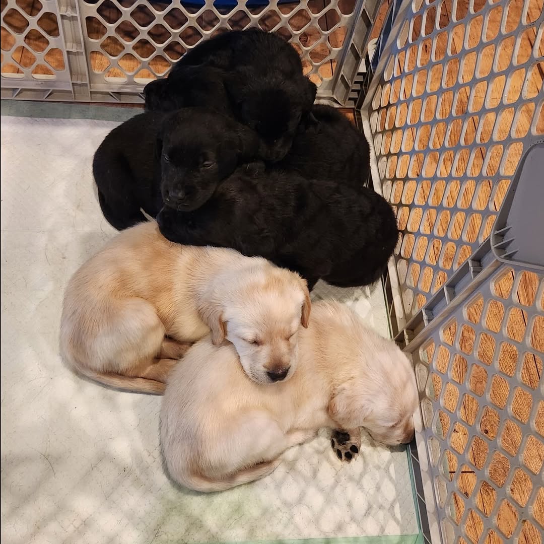 Labrador Puppies for sale