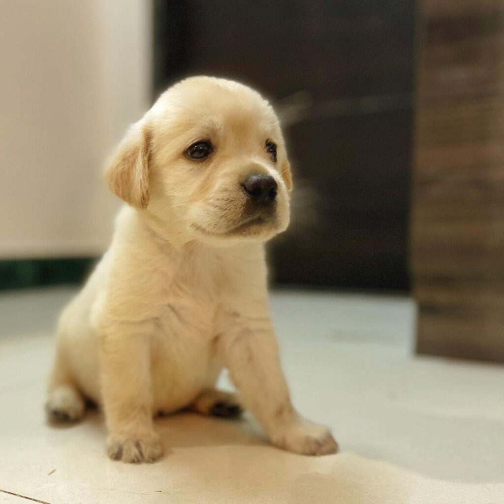 Yellow Labrador Puppy for Sale