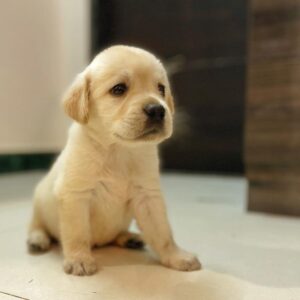 Yellow Labrador Puppy for Sale