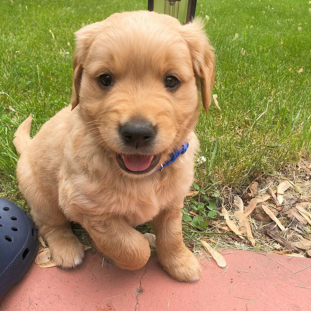 Golden Labrador Puppy for Sale