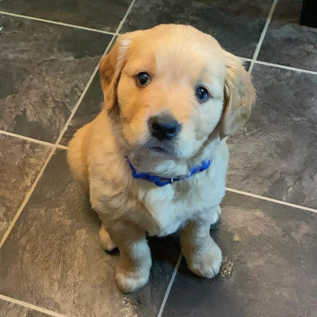 Golden Labrador Puppy for Sale
