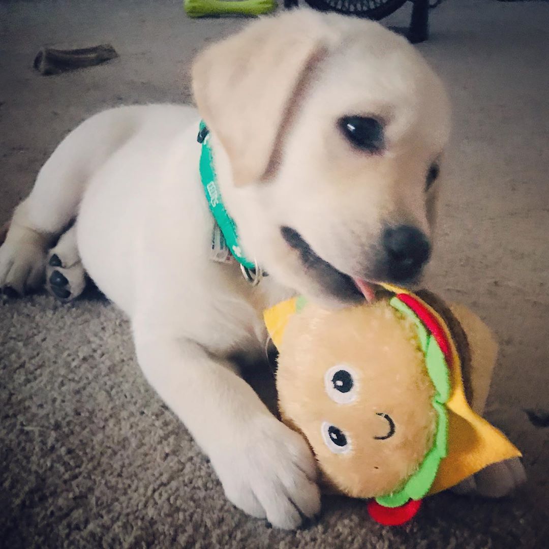 Family Raised Labrador Puppy for Sale