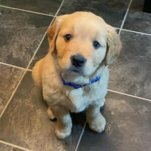 Golden Labrador Puppy for Sale