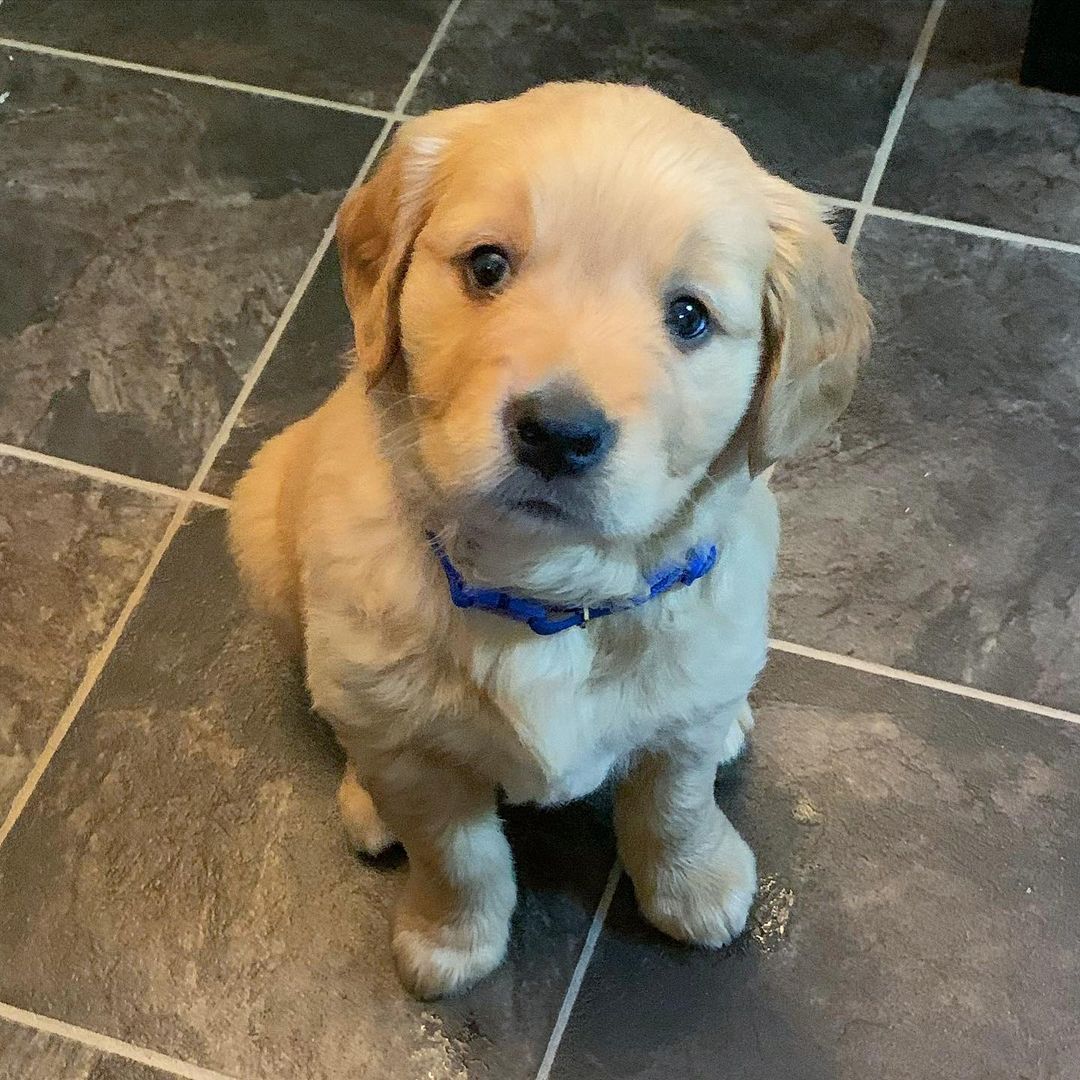 Golden Labrador Puppy for Sale