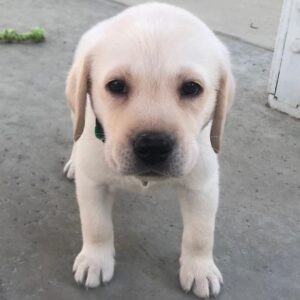White Labrador Puppy for Sale
