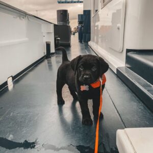 Female Labrador Puppy for Sale